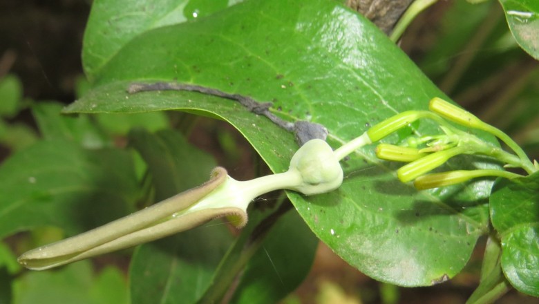 Cây Khoai ca. Aristolochia indica L. - Cây Thuốc Nam Quanh Ta